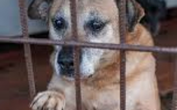 Zbiórka Dla horej pieski - zdjęcie główne