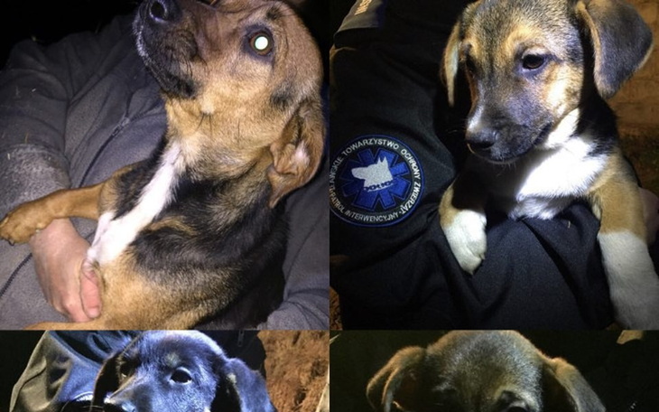 Zbiórka STERYLIZACJA i profilaktyka - zdjęcie główne