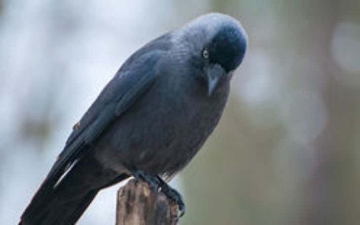 Zbiórka Pomoc chorym ptakom z Opola - zdjęcie główne