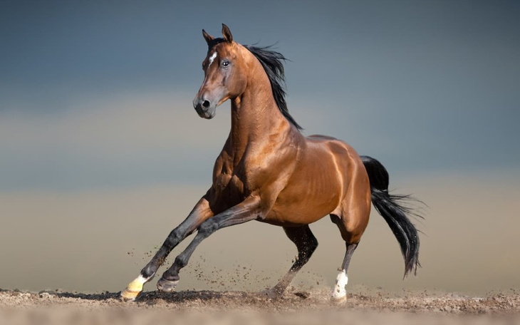 Zbiórka Zakup karuzeli dla chorych koni - zdjęcie główne