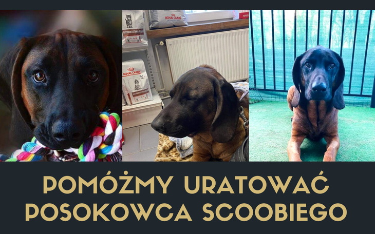 Zbiórka Pomóżmy uratować Scoobiego - zdjęcie główne