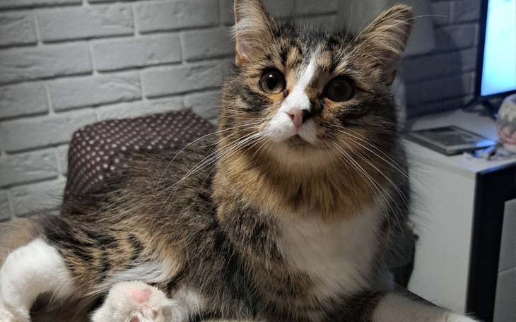 Zbiórka Na zabieg Tita - zdjęcie główne