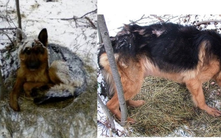 Zbiórka Ratujemy "szkielet" Onka z lasu - zdjęcie główne