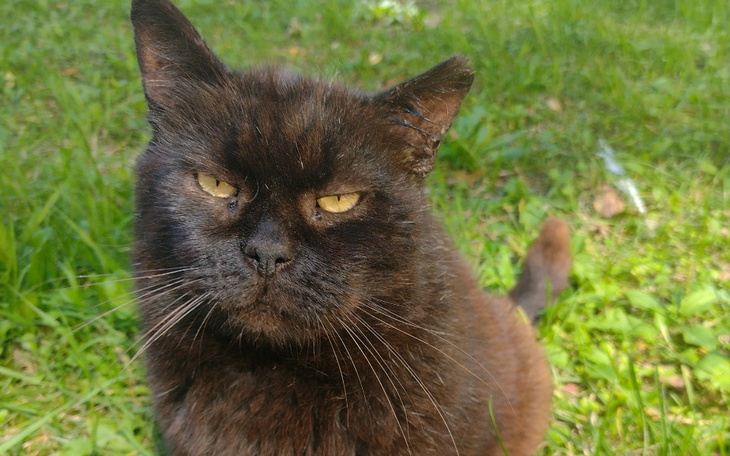 Zbiórka Leczenie Frani gruczolak - zdjęcie główne