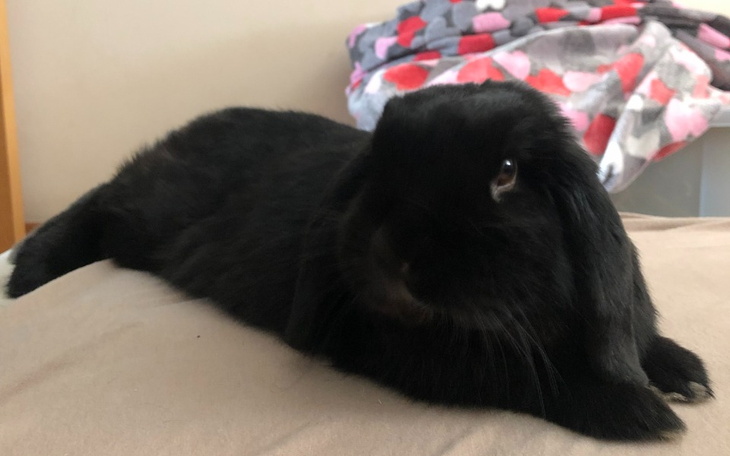 Zbiórka Na leczenie Alvaro - zdjęcie główne