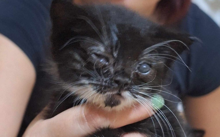 Zbiórka Leczenie małych kociąt - zdjęcie główne