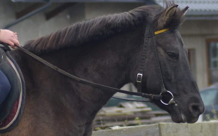 Zbiórka Zbiórka o zdrowie konia - zdjęcie główne