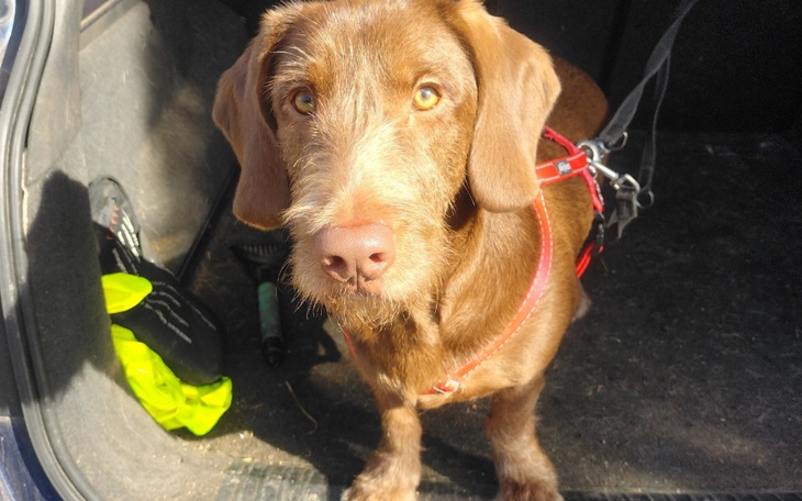 Brązowy pies z ciekawym spojrzeniem w samochodzie.