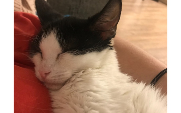 Zbiórka Proszę, pomóż mnie uratować. - zdjęcie główne