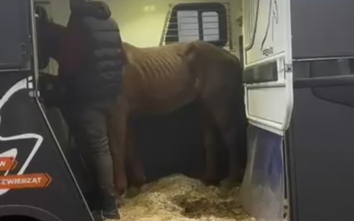 Koń w przyczepie, z widocznymi oznakami niedożywienia.