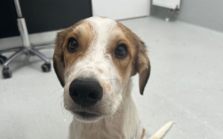 Zbiórka Życie niechcianych szczeniaków - zdjęcie główne