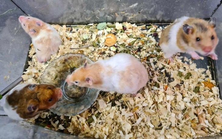 Zbiórka Okienkowe chomiki z interwencji - zdjęcie główne