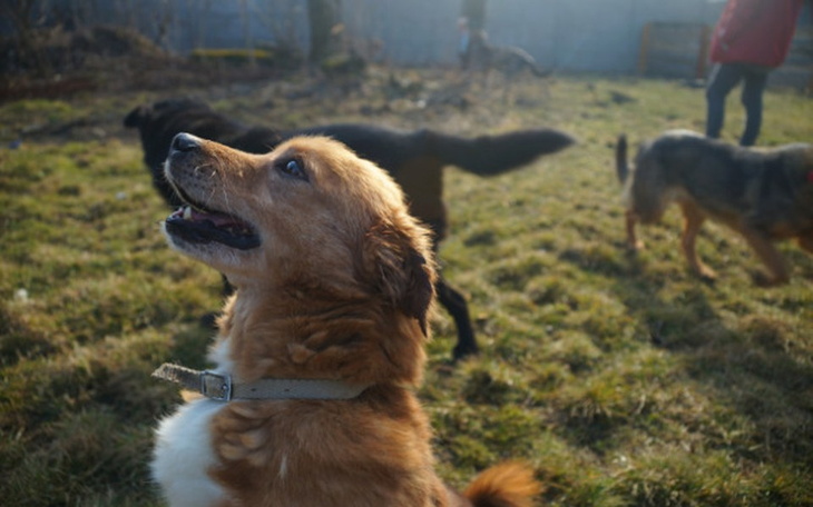 Pies bawiący się na trawie, z radosnym wyrazem twarzy.