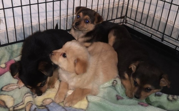 Zbi贸rka Na karm臋 do schroniska - zdj臋cie g艂贸wne