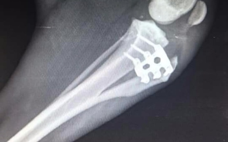 Zbiórka Pomoc dla psów i kotów - zdjęcie główne