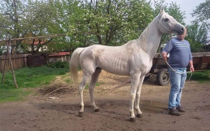 Zbiórka Uratujmy siwego - zdjęcie główne