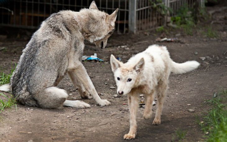 Zbiórka SPCA Podlasie - dla zwierzaków - zdjęcie główne