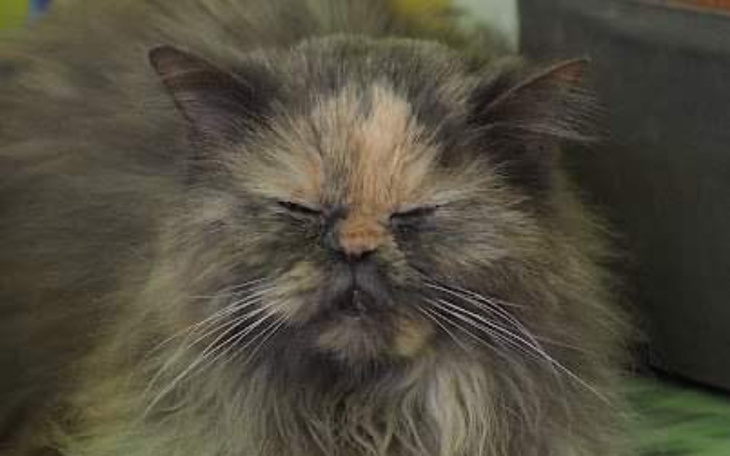 Zbiórka Leczenie nerek i operację oczu - zdjęcie główne