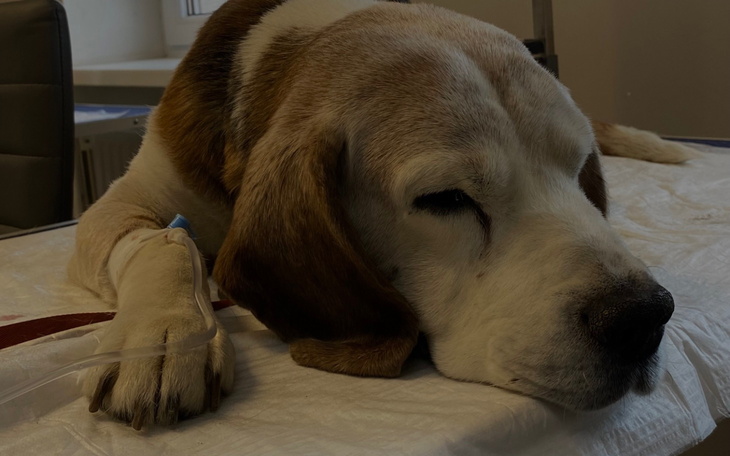 Chory beagle w klinice weterynaryjnej, odpoczywa na stole.