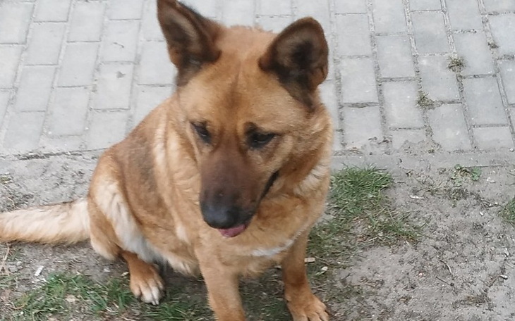 Zbiórka Bezdomna sunia - zdjęcie główne