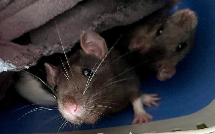 Zbiórka Kwiecień w Ogoniastych - zdjęcie główne