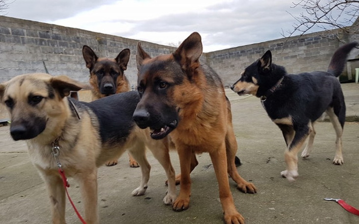 Zbiórka Podaruj obroże Psiakom :) - zdjęcie główne