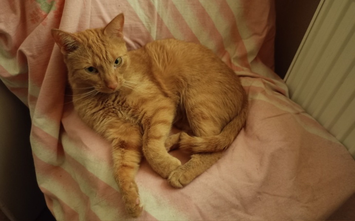 Zbiórka Środki na kotki - zdjęcie główne