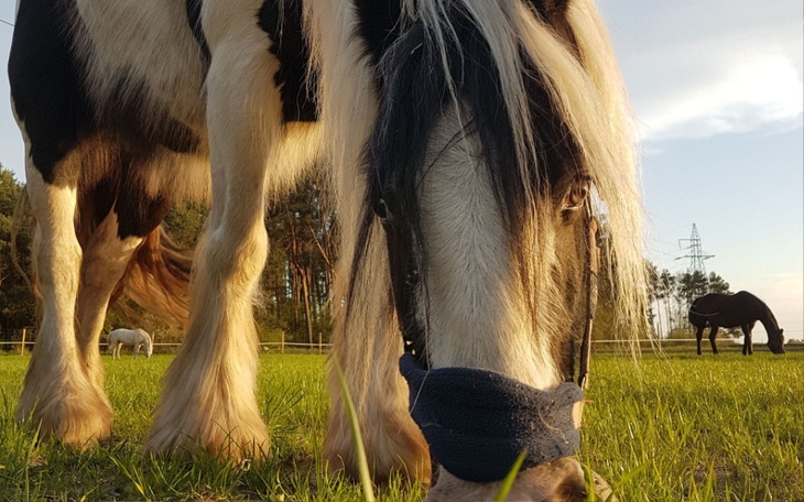 Zbiórka Inhalator dla kaszlaków - zdjęcie główne