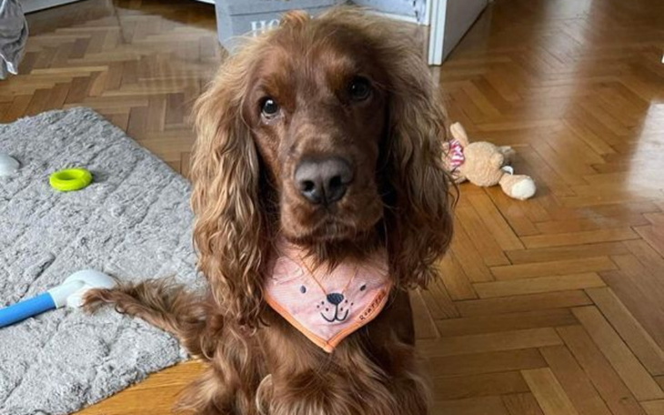 Zbiórka Ratujmy życie Vaila - zdjęcie główne