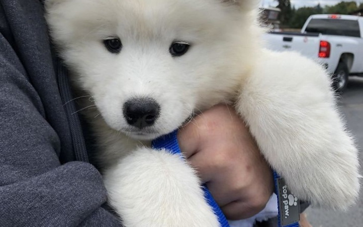 Zbiórka Ratujmy gasnące życie Fuzia... - zdjęcie główne