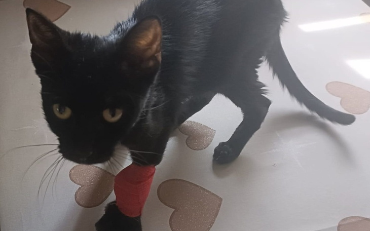 Zbiórka Dla Fafika-Zapalenie otrzewnej - zdjęcie główne