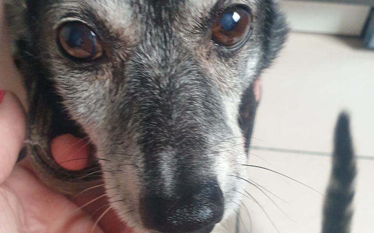 Zbiórka Usunięcie zębów u Filipa - zdjęcie główne