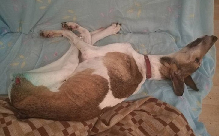 Zbiórka Zagłodzony i chory :( - zdjęcie główne