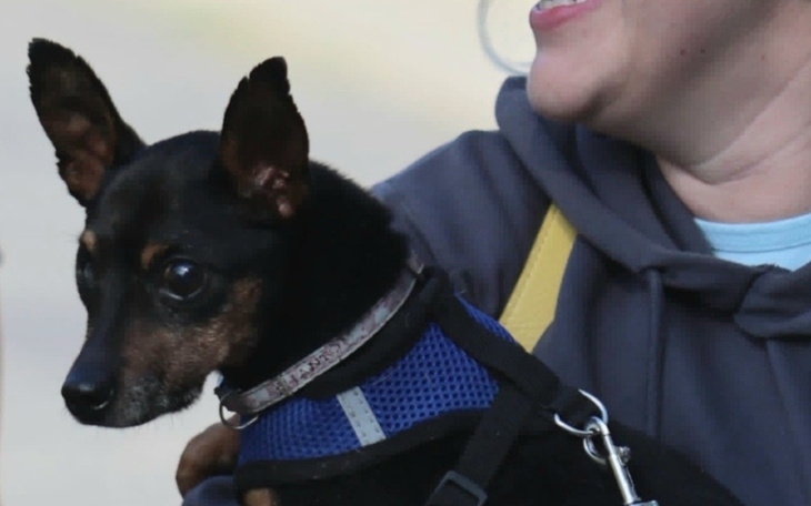 Mały piesek trzymany na rękach przez kobietę, z uważnym spojrzeniem.