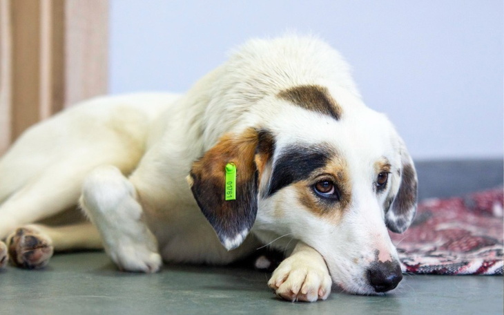 Zbiórka Dla psinek z Ukrainy - zdjęcie główne