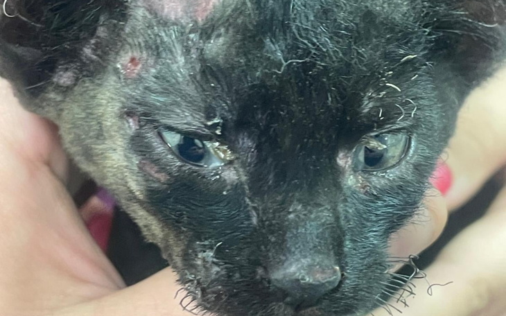 Mały kotek z problemami zdrowotnymi, w rękach opiekuna.