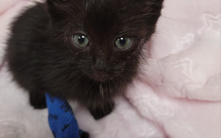 Zbiórka Kociaki z opuszczonych magazynów - zdjęcie główne