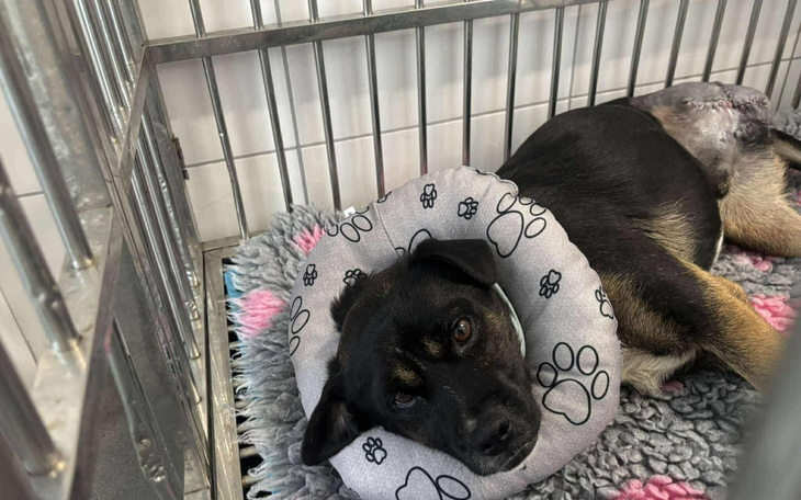 Pies leżący w klatce z poduszką w kształcie koła.