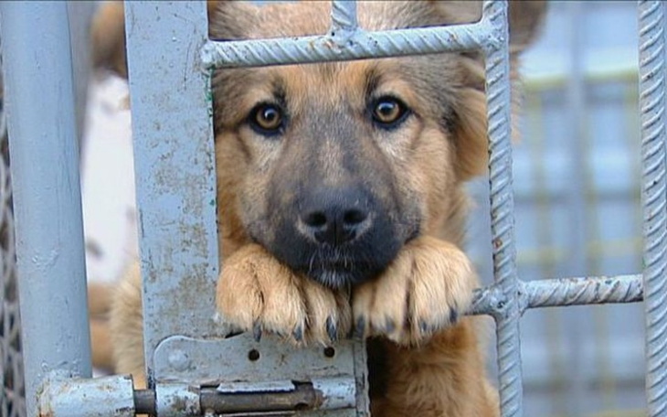 Zbiórka Na schronisko w Łodzi - zdjęcie główne