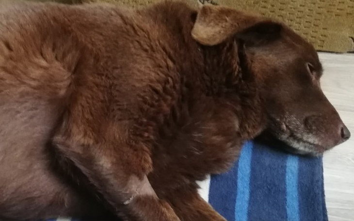 Zbiórka Bella chce żyć - zdjęcie główne