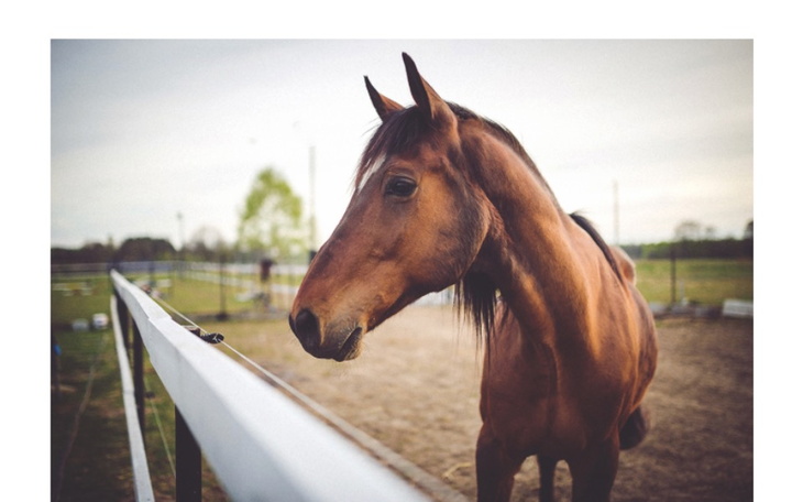 Zbiórka Fundacja Tara Schronisko Koni - zdjęcie główne