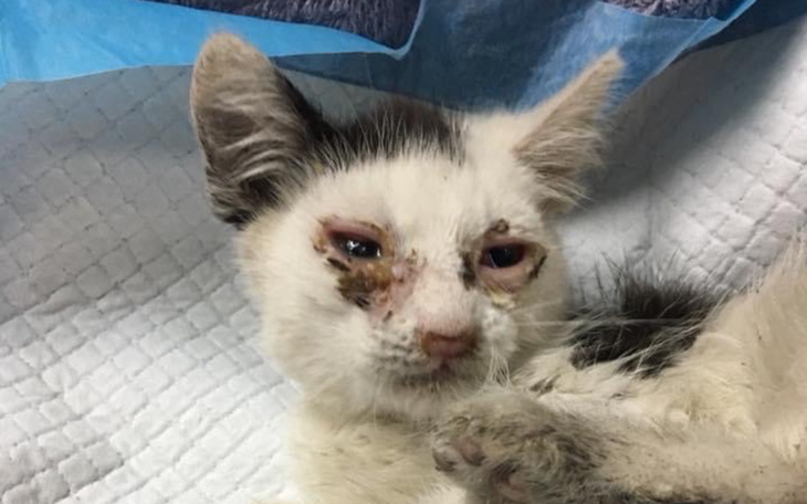 Chory kotek z ranami na pyszczku, potrzebujący pomocy.