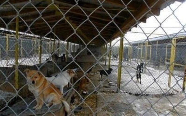 Zbiórka Psie Pole i Przytulisko - zdjęcie główne