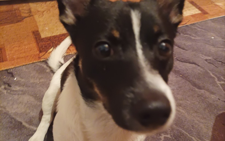 Zbiórka Dla pieska na karme - zdjęcie główne