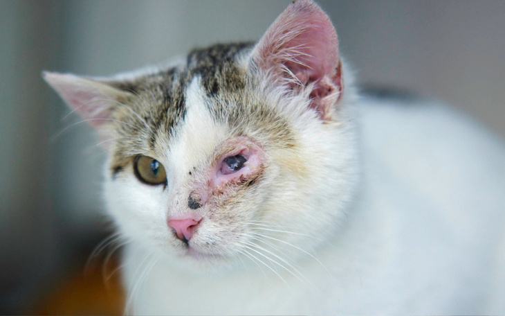 Zbiórka Pogo - zdjęcie główne