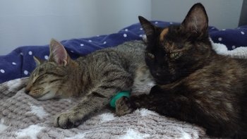 Zbiórka Majlo i Mozajka nowe życie - miniaturka zdjęcia