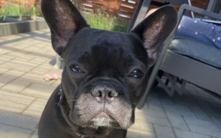 Czarny piesek z wyrazistymi uszami, patrzący w obiektyw.