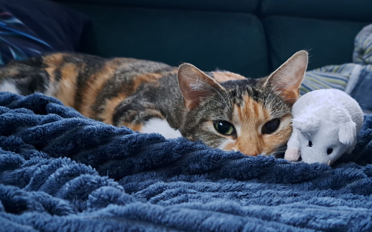 Zbiórka LAMA walczy o życie - zdjęcie główne