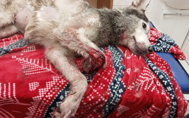 Zbiórka Zbiórka na leczenie suczki Soni - zdjęcie główne