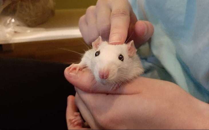 Zbiórka Marchewkowy bazarek dla Arbuziak - zdjęcie główne